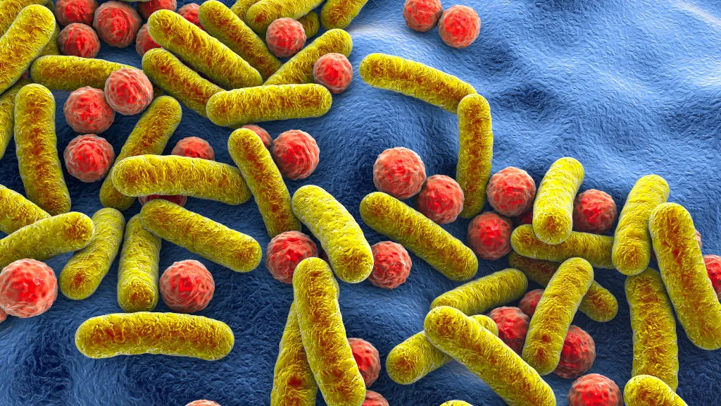 batteri-intestino-microbiota-flora-batterica