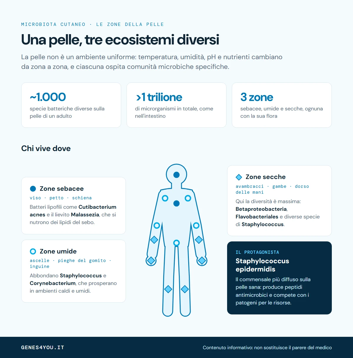 Infografica sul microbiota cutaneo: circa 1.000 specie batteriche e i batteri tipici delle zone sebacee, umide e secche della pelle