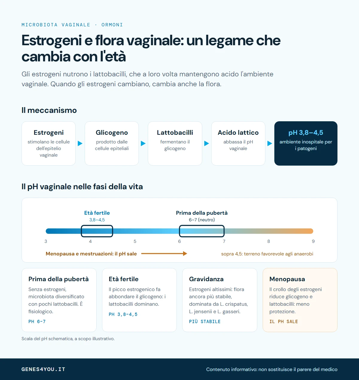 Infografica: come gli estrogeni, tramite glicogeno, lattobacilli e acido lattico, mantengono il pH vaginale tra 3,8 e 4,5 e come il pH cambia prima della pubertà, in età fertile, in gravidanza e in menopausa